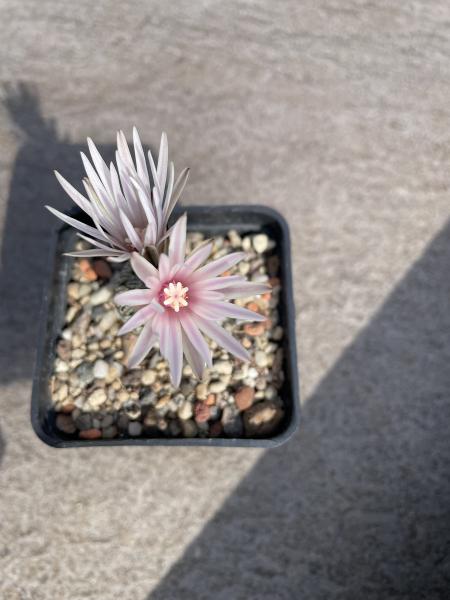 Turbinicarpus pseudopectinatus